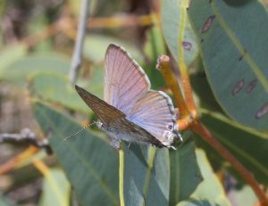 Butterfly Two-spotted line blue Nacaduba biocellata