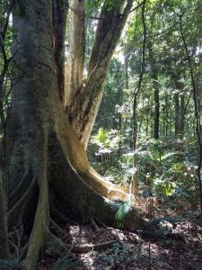 Seal Rocks Littoral Rainforest